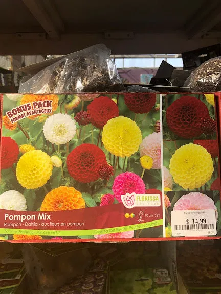 Dahlia Pompon Mix