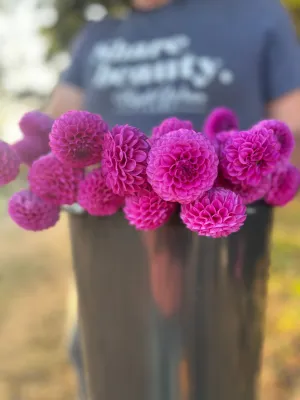 Mary Munns Dahlia Tuber